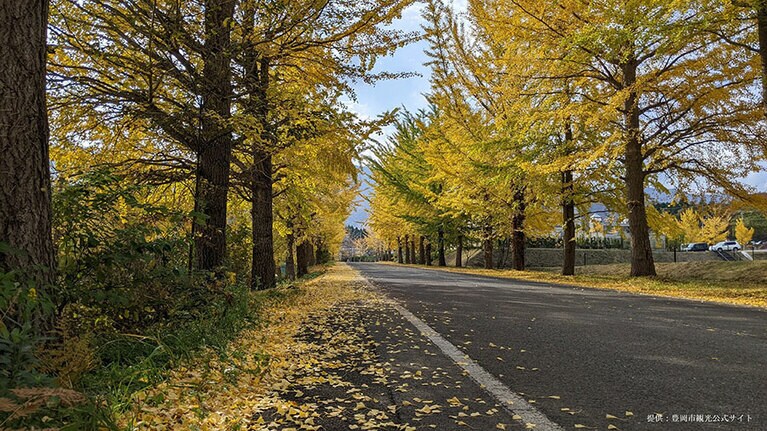 【兵庫県】道の駅「神鍋高原」前のイチョウ並木。提供：豊岡市観光公式サイト