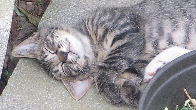 キト ♂ 8カ月（現在）、撮影当時2、3カ月。兄弟と遊び疲れて寝てしまいました。ゆっくりおやすみなさい。天使の寝顔♡