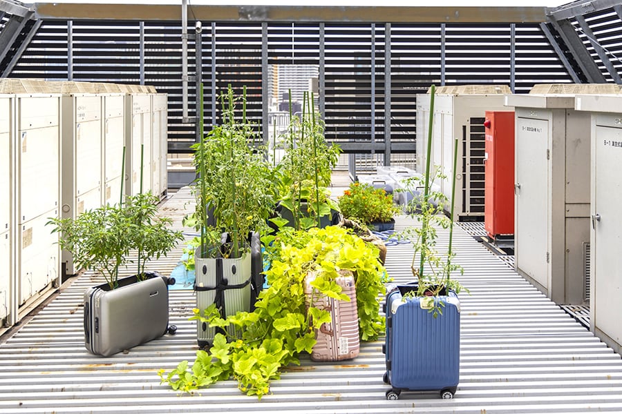ユニークなSDGsの取り組みとして話題を集めている、東京の真ん中でスーツケースを使った野菜づくり。