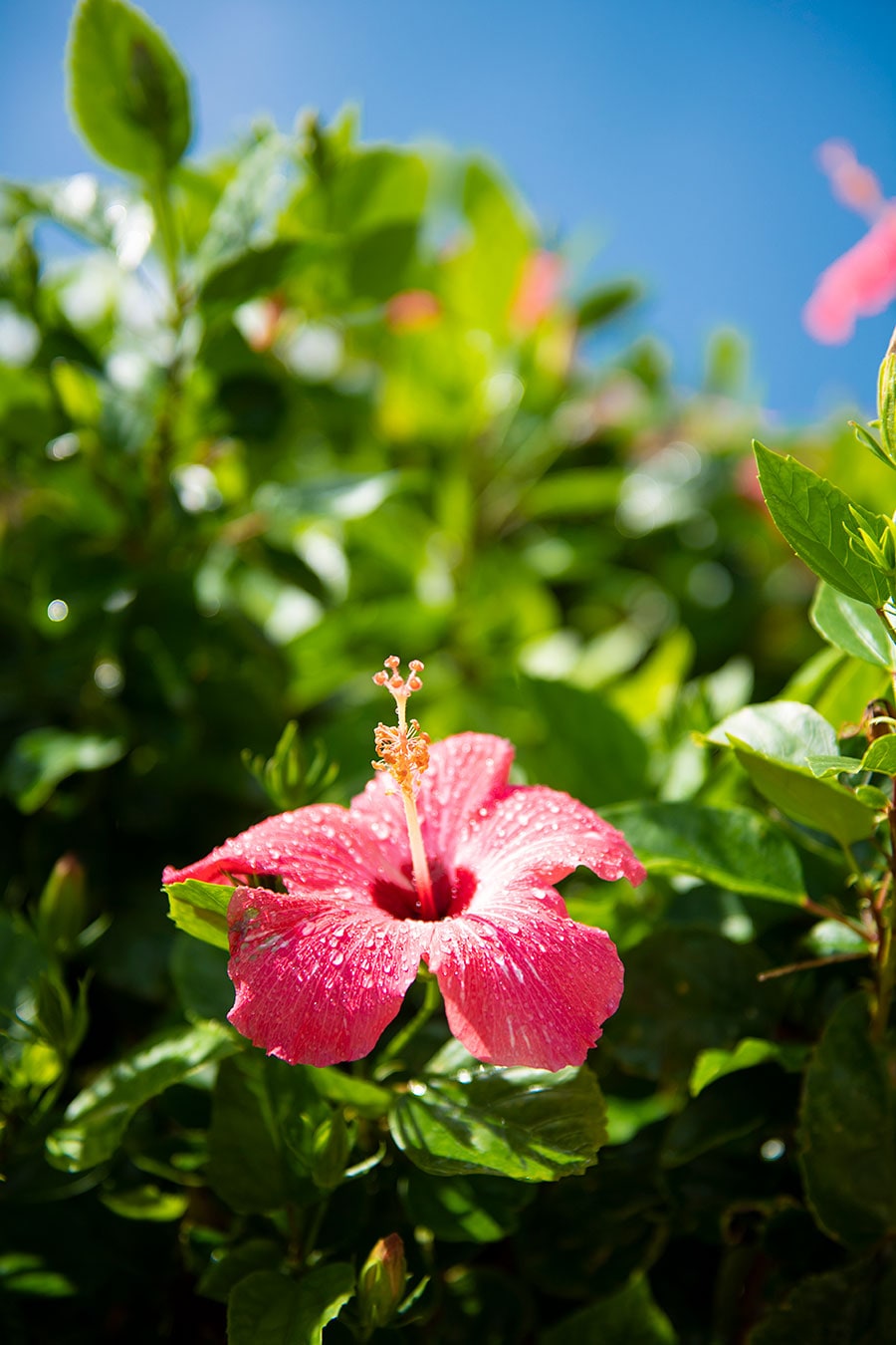 敷地内を彩るハイビスカス、ブーゲンビリアなどの花々が沖縄の青空に映える。