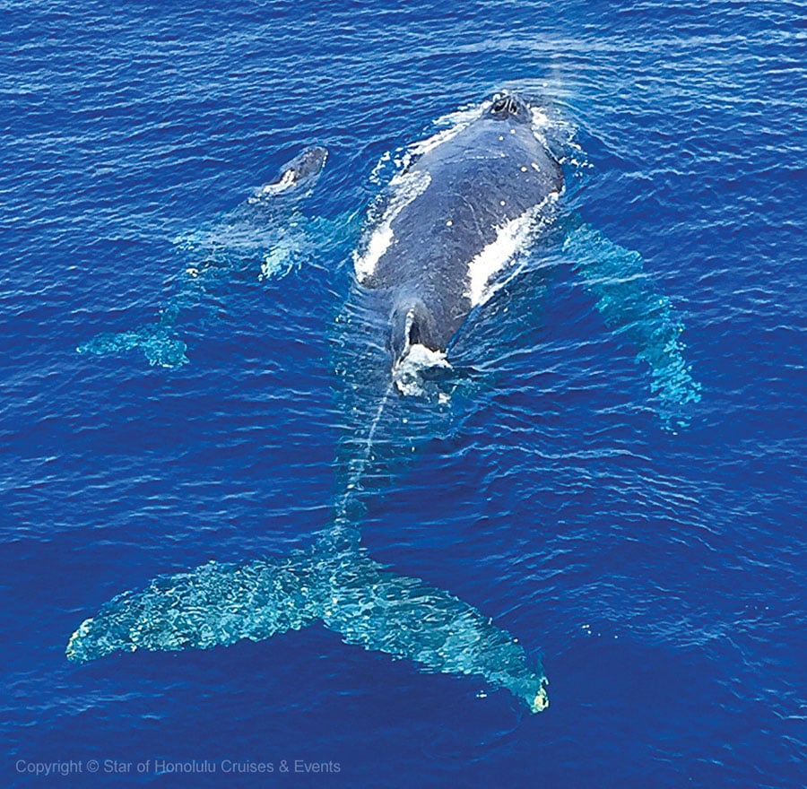 今の時期は親子鯨を見かけることが多い。赤ちゃん鯨に授乳し、泳ぎ方を教えたりする姿に出会えます。