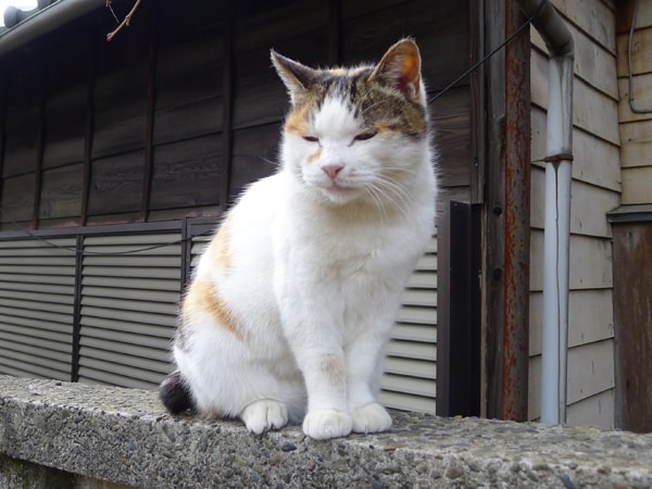 招き猫の町 豪徳寺でモフモフの本物のネコに出会った 梅津有希子の商店街ネコ探訪