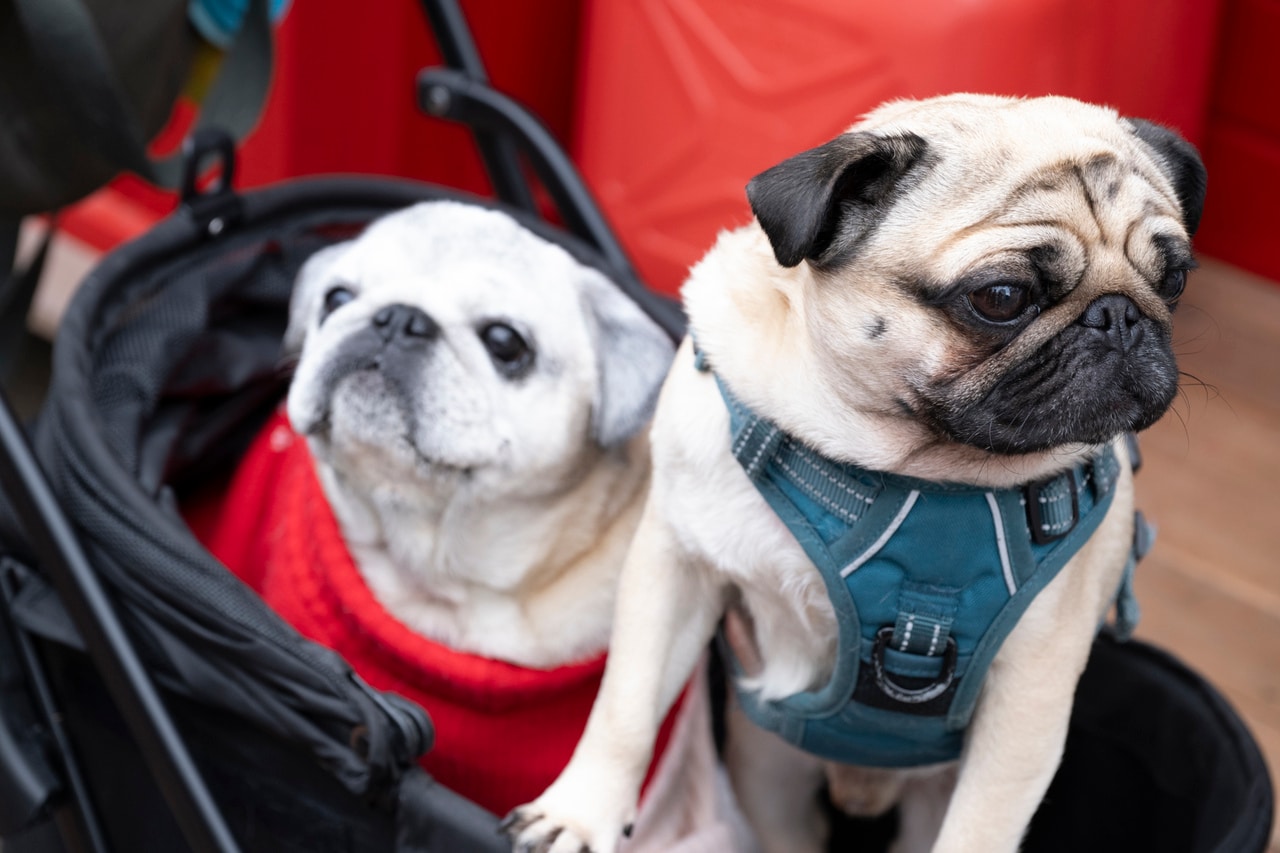 2匹でカートに乗って。