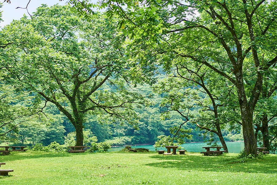 場内は木々が生い茂り散歩するだけでも癒やされる。