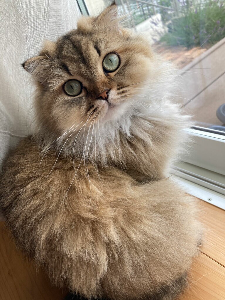 MARIE ♀ 1歳。いつも外を見ている窓辺で、名前を呼びかけたら振り向いてくれた時の写真です。見返り美人ならぬ、美猫です（まりらぶさん）