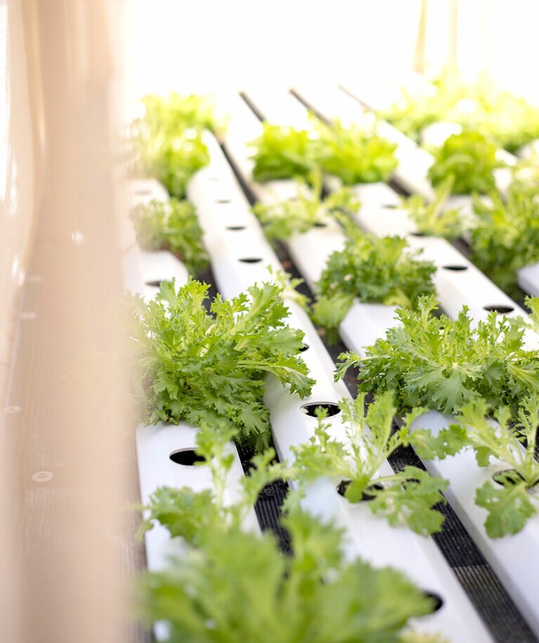 アクアポニックスによって栽培された野菜は、通常の約1.5倍の速さで成長する。