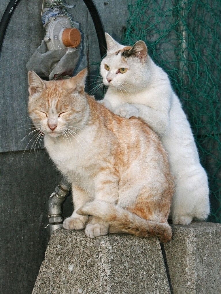 「気持ちイイのニャ～～♪　プレゼントの『肩もみ定期券』は最高なのニャ♪　毎日何回でも揉んでもらえるのニャ～～♪♪」「婆ちゃん！　気持ちイイかニャ？(『肩もみ定期券』でなくて『肩もみ回数券』にしておくのだったニャ……)」