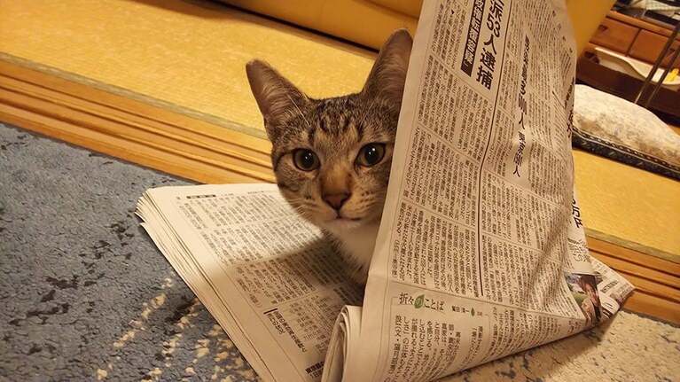 りん ♂ 1歳。新聞で遊んでるうちに入っちゃいました！かわいかったから激写！