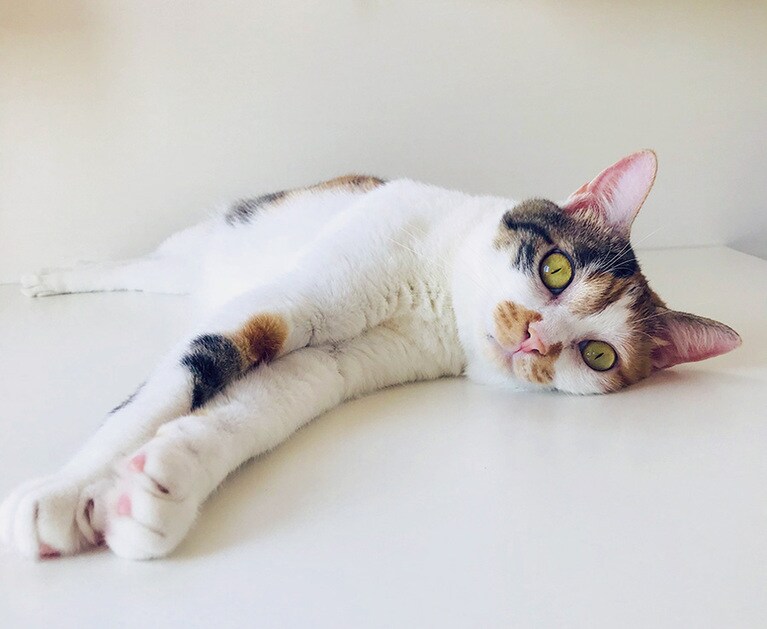 村山さんの愛猫、まりも。7歳のスーパーツンデレな女の子。三度の飯より遊ぶのが大好き。特技はニャンニャン語。