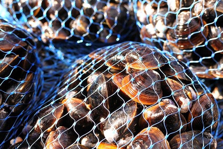 しじみの殻は年輪のよう。ヘリの茶色部分が長いと、よく成長した証。