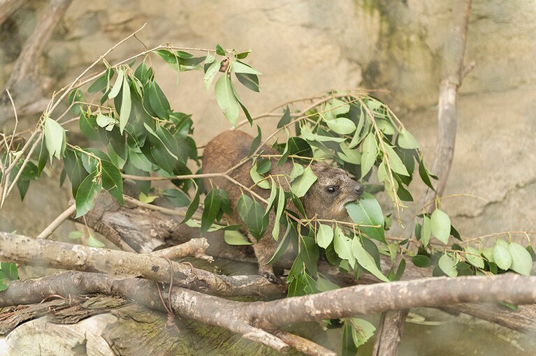 ケープハイラックス。ごはんの時間です。ネズミに似ているけど、実はゾウに近い仲間……！