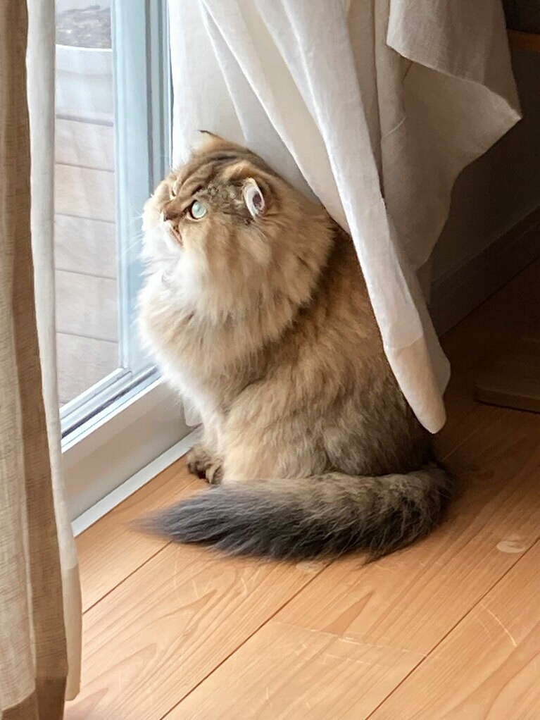 マリー ♀ 1歳。いつもこの窓から外を眺めています。時々遊びに来る猫ちゃんがいる時は大興奮です（まりらぶさん）