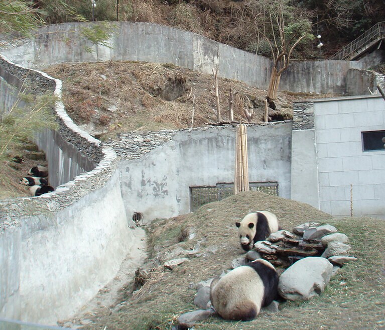 シンシンが2005年7月3日に生まれた中国・四川省の臥龍の施設。2007年1月20日撮影。