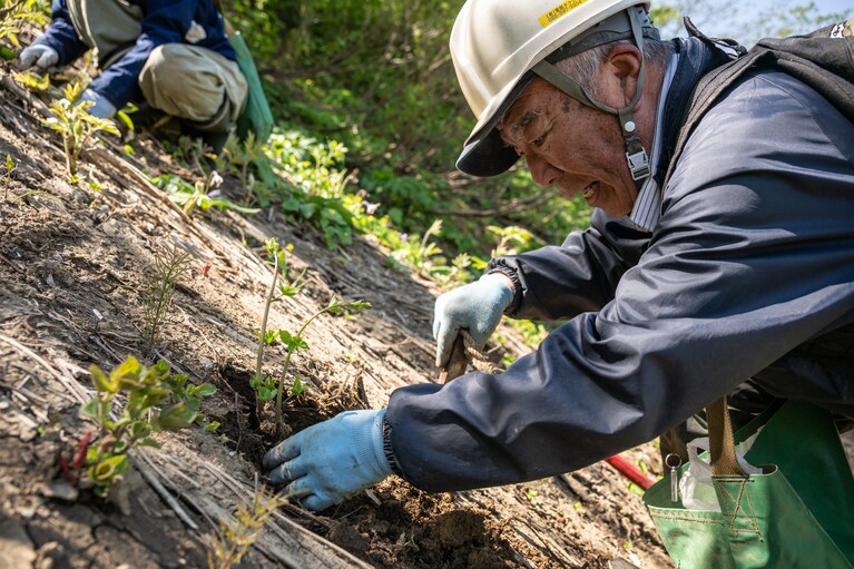 効能は高麗人参以上とされ珍重される、ツルニンジンの新芽を見つけた達三さん。