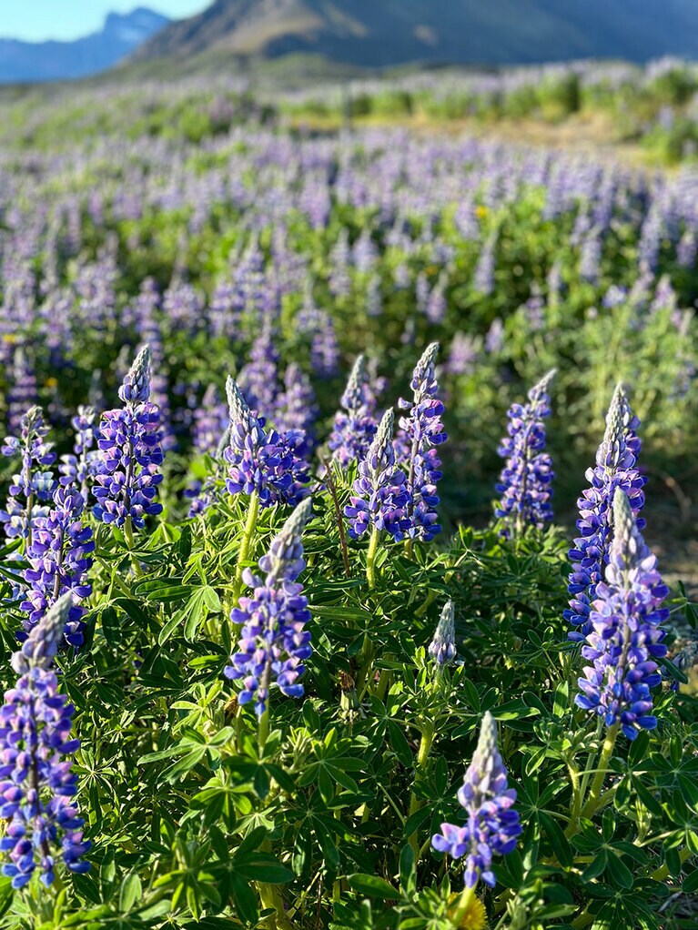 ルピナス接写。