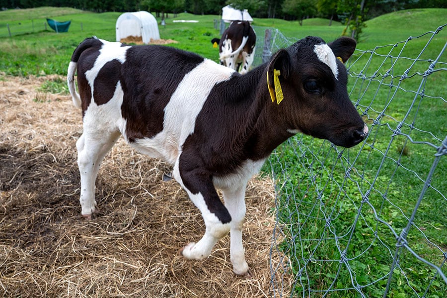 生後1ヶ月ほどのホルスタインの子牛。つぶらな瞳がかわいい！
