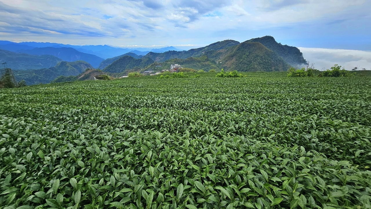 茶畑の向こうには雲海も！　阿里山らしい風景を撮影できます。