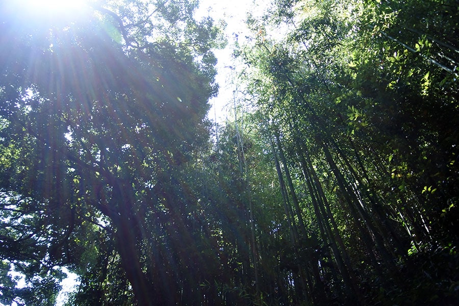 基本的には無人島であり続け、自然が保たれています。