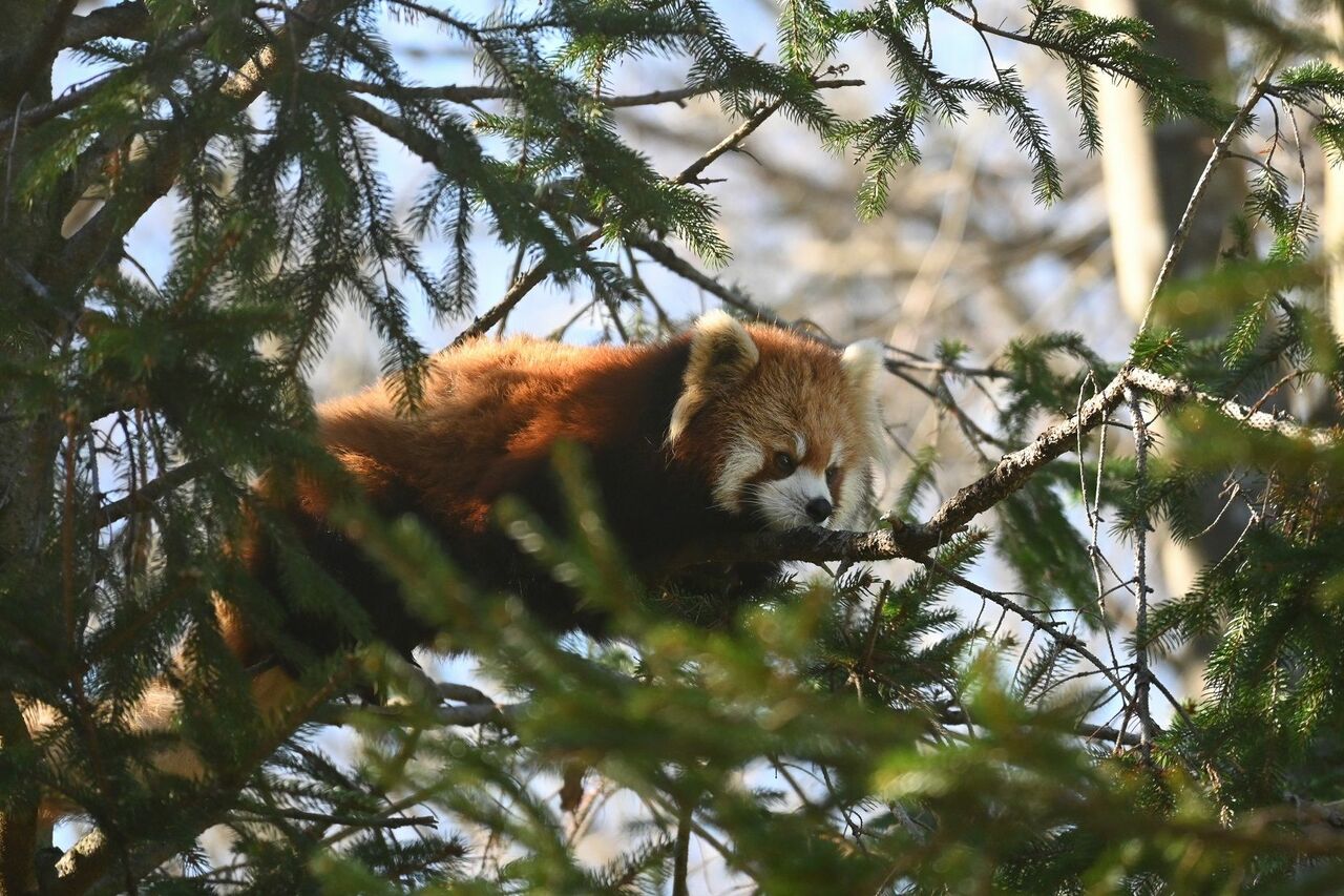 レッサーパンダは天敵に襲われないよう樹の上で過ごす。風太の孫娘のゆう