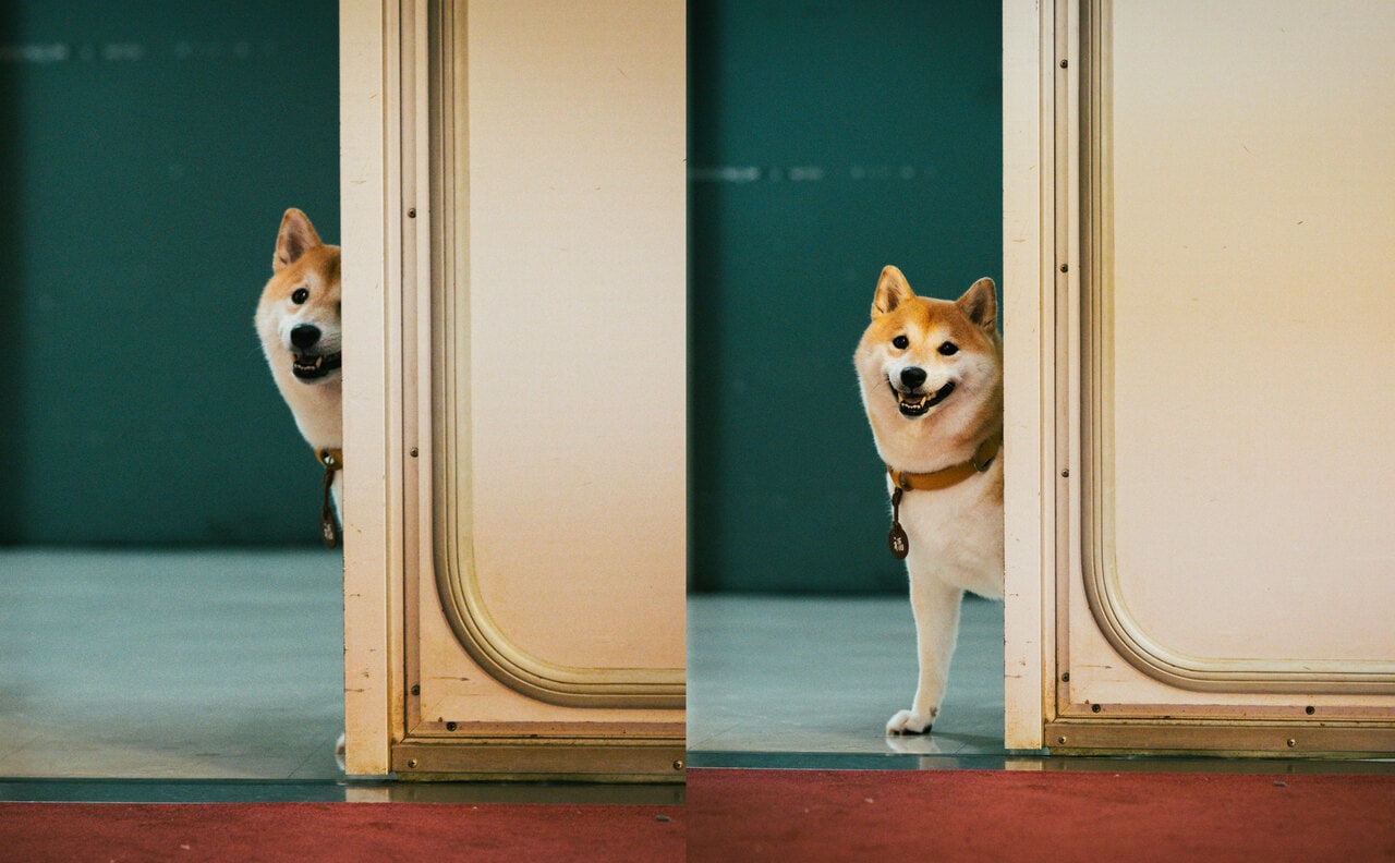 主人公・相楽の愛犬・福助を演じた「のこ」。記者会見の会場に愛らしく登場してくれた。