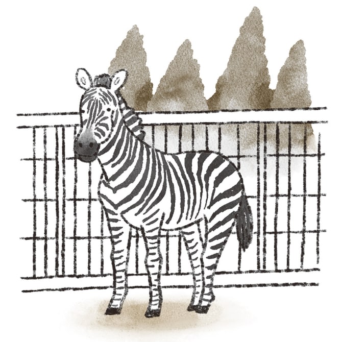 折れた脚をかばい、300キログラム前後の体重を3本の細い脚で支える痛みはとても大きいのだが、それでも自身の異常を察知されないようにしていた。©赤池佳江子