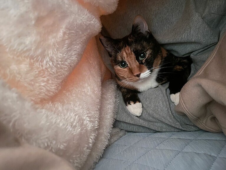 あん ♀ 5歳。お布団入ってきて飼い主の股でくつろぐ。