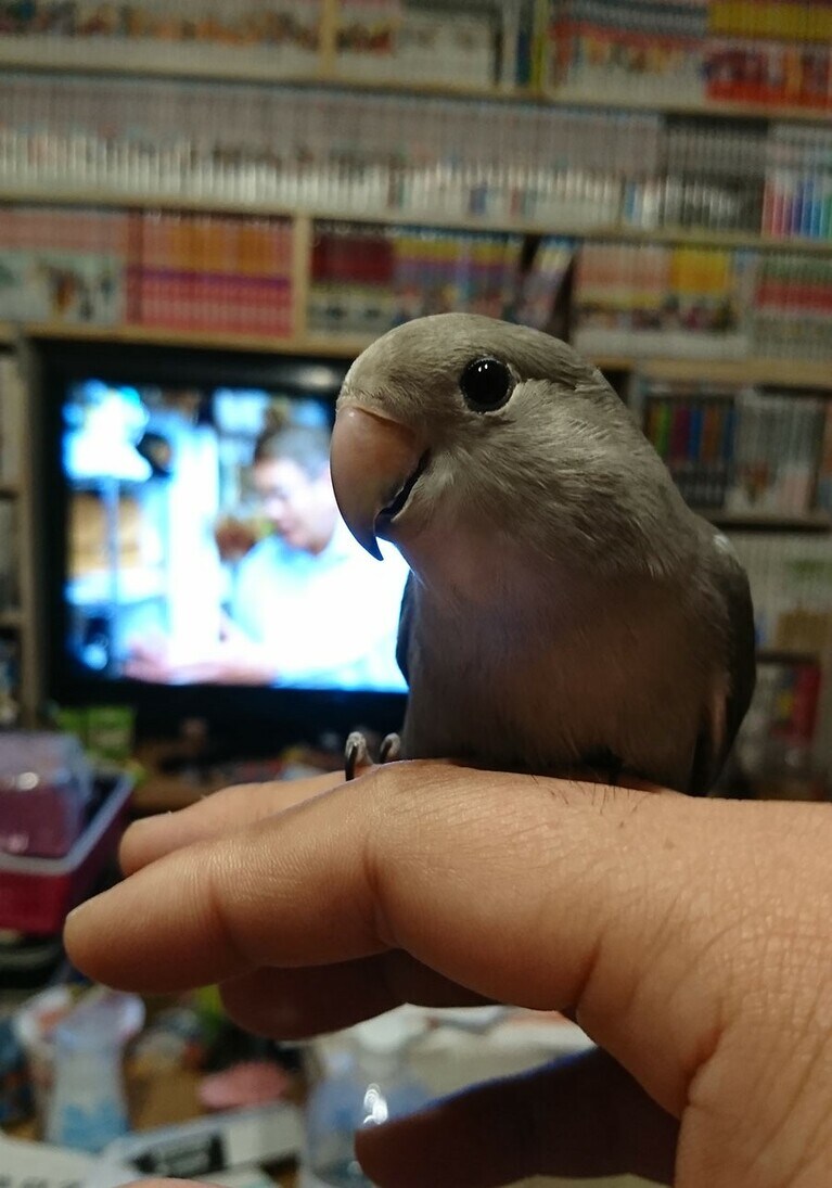 インコの小雨ちゃん。