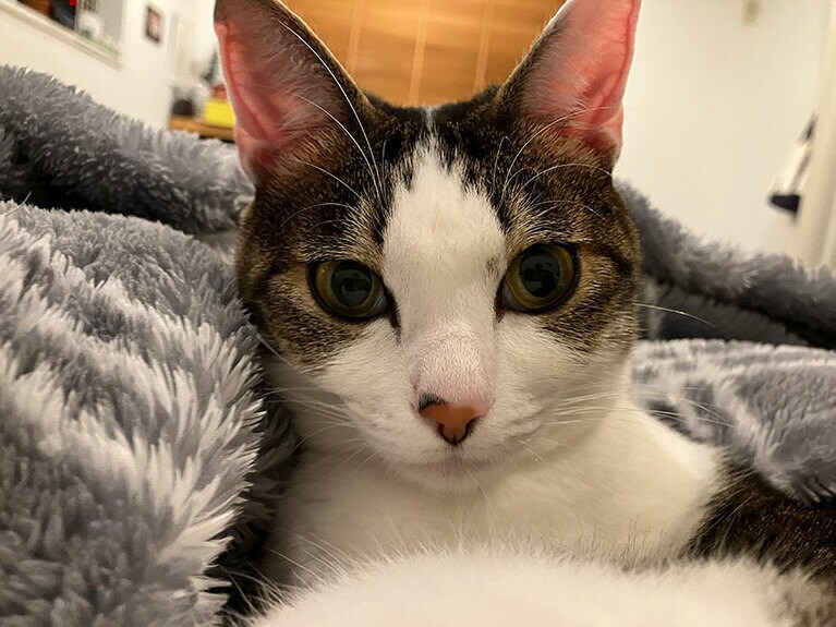 珠（たま） メス 2歳。我が家のお姫様の珠ちゃんです。美しいハチワレがチャームポイントです。お膝の上に乗るのが大好き（たま猫さん）。