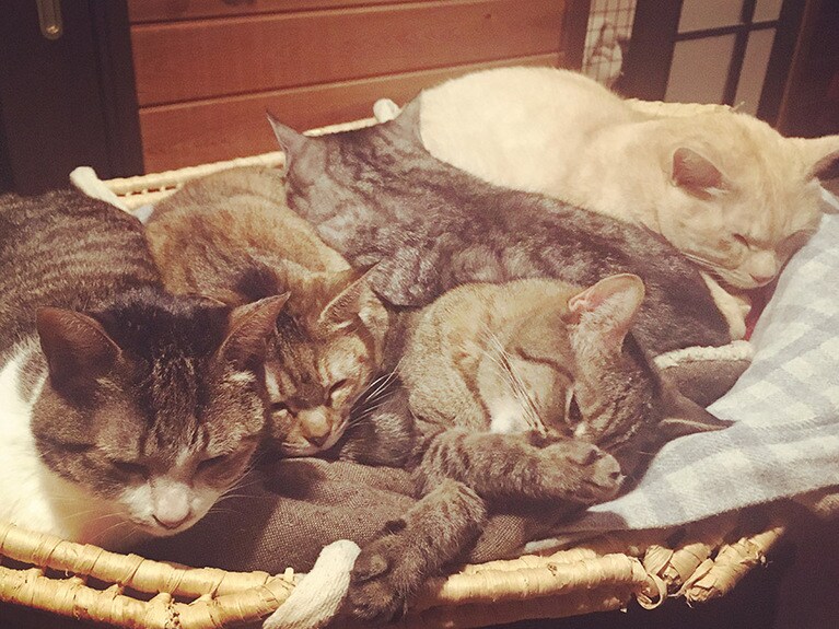 ぴーちゃん、小梅ちゃん、カモメ、ツバメ、スズメ、福ちゃん、ひなたちゃん、守護神 ♀ 9歳。8匹居るので、日替わりでクーハンの中で猫団子してます。