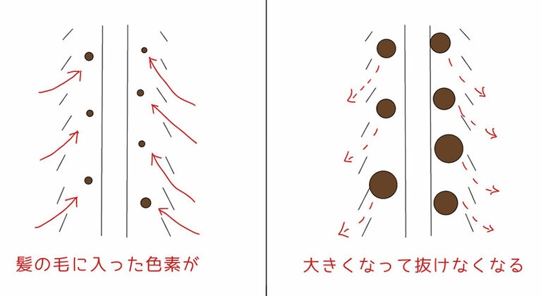 白髪染めは黒い色素が褪色しないようにするために、髪の中で大きくなり、入った隙間から抜けないように設計されている。よって、一度暗くした髪色を明るくすることが難しい