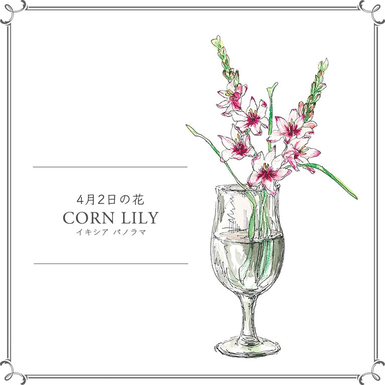 4月2日の花「イキシア パノラマ」