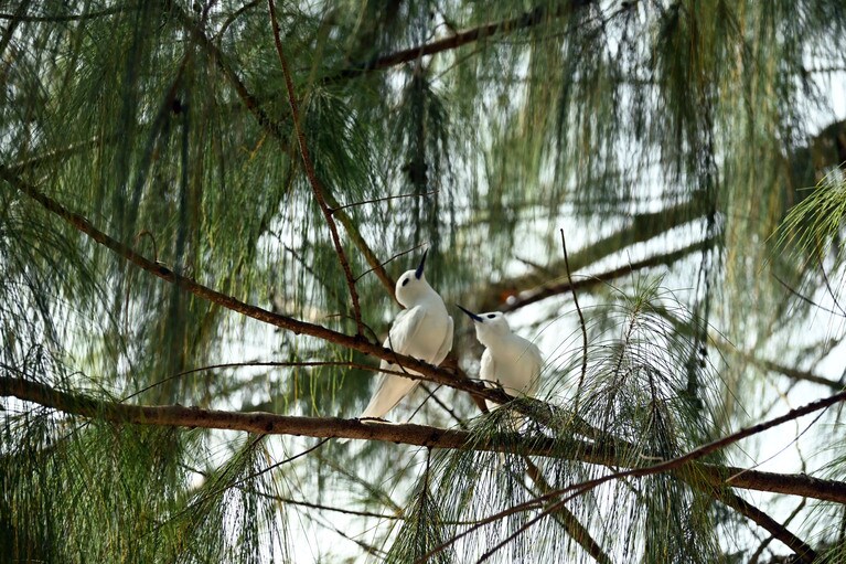 仲良しのシロアジサシ。カップルでしょうか？