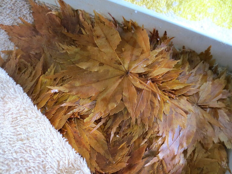 1枚ずつていねいに形を整え、水気を拭いてから油で揚げます。