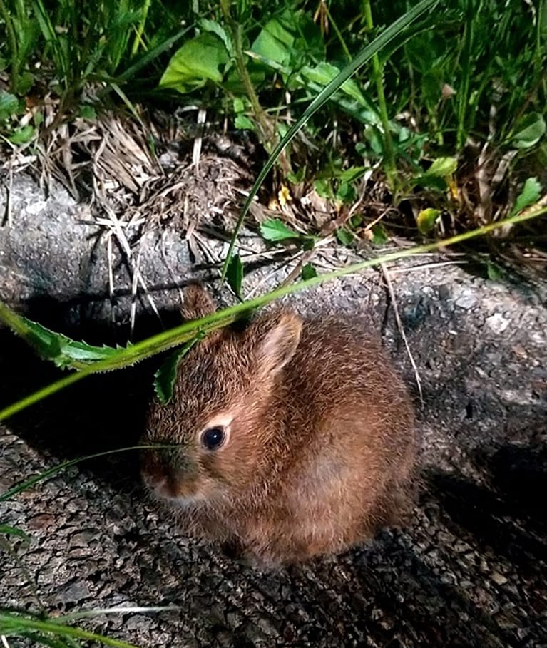 夜行性なので日中にはなかなかお目にかかれないサドノウサギ。