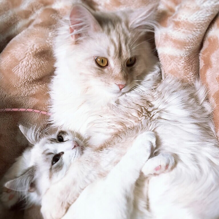 プク ♂ 7歳。ルル ♂ 7歳。狐と狸みたいな猫。