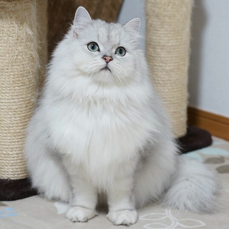 アーロン ♂ 1歳5カ月。