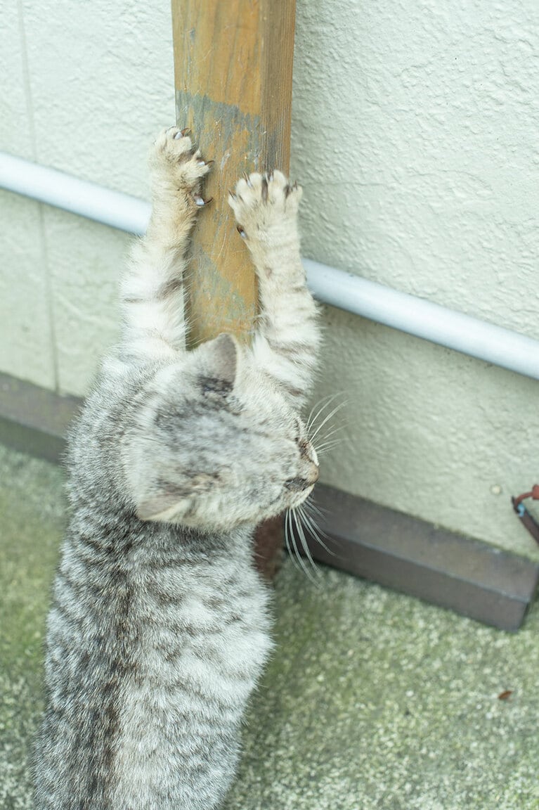 船着き場にも、路地裏にも。人懐っこい猫との遭遇率は、天草一！
