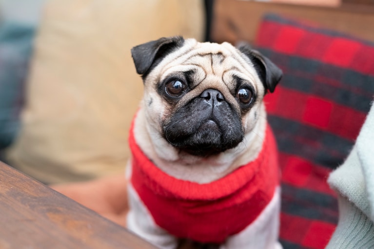 サプライズでやつい家にやってきたこはだくん。