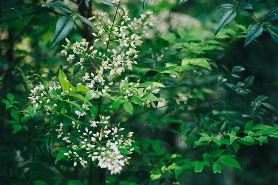 冬に赤くて丸い実をつけるナンテンですが、初夏に密集した白い小花を咲かせます。