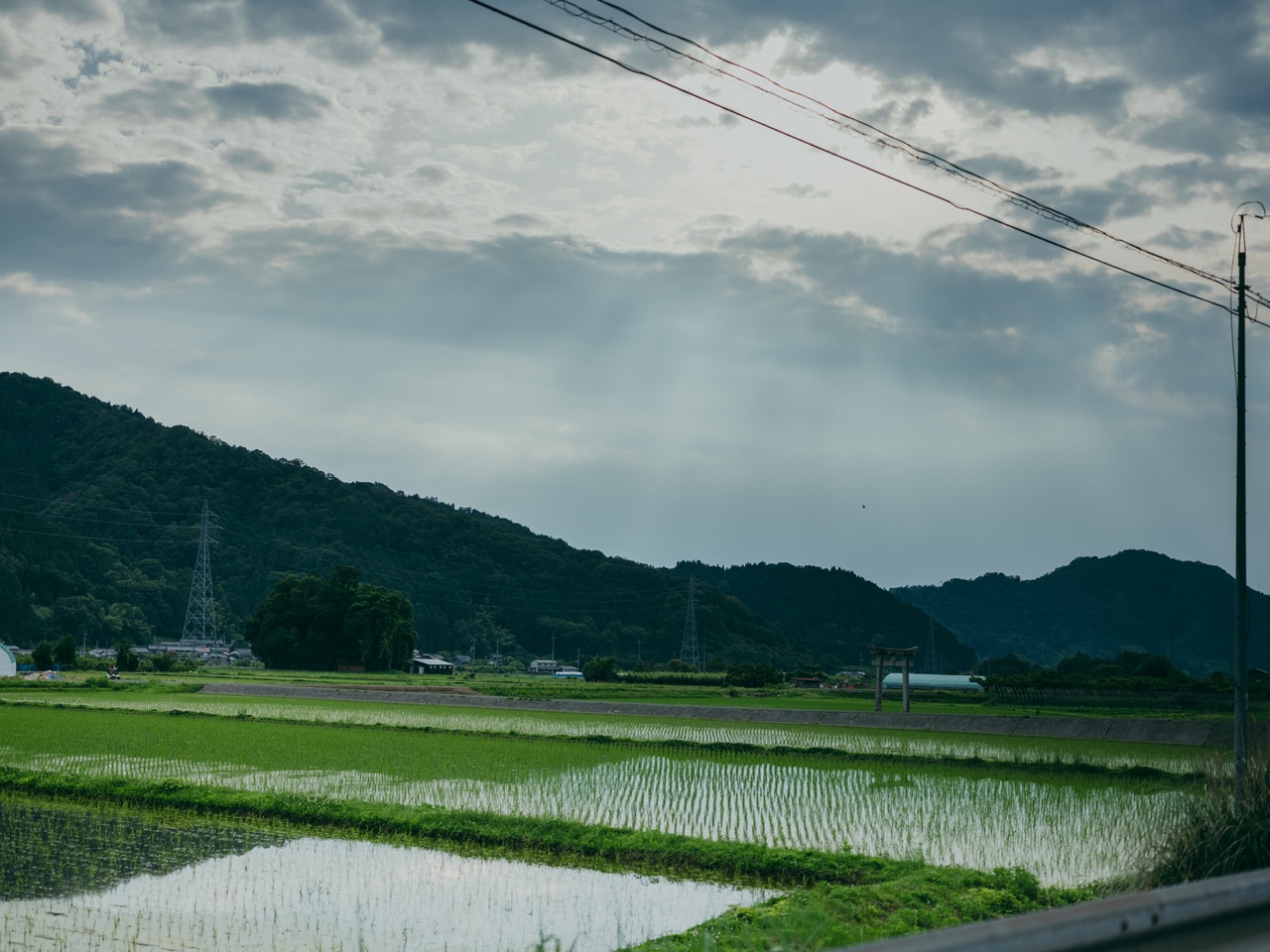 2025.06.13 鳥取県八頭郡若桜町。水と空気が澄んだ風土で採取される藤原味噌麹店の野生麹菌。