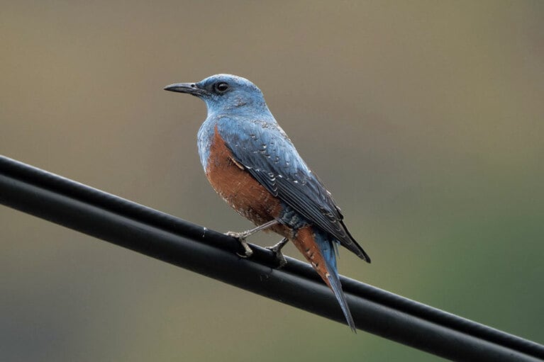 「ピーピーピコ」