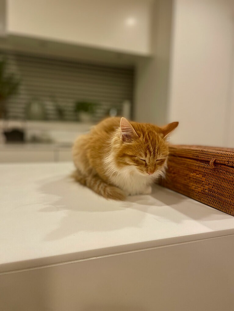 アンヌ ♀ 4カ月。遊び疲れてうたた寝。起きてる時は怪獣だけど、こんなにも愛おしい姿にイタズラも許しちゃいます。元気にすくすく育ってね。