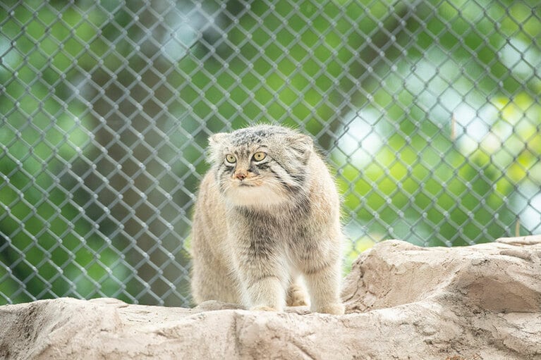 埼玉県こども動物自然公園のマヌルネコ。