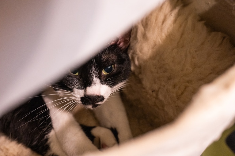 恥ずかしがり屋のエマちゃん ♀ 3歳。安心できる引き出しの中でお昼寝。