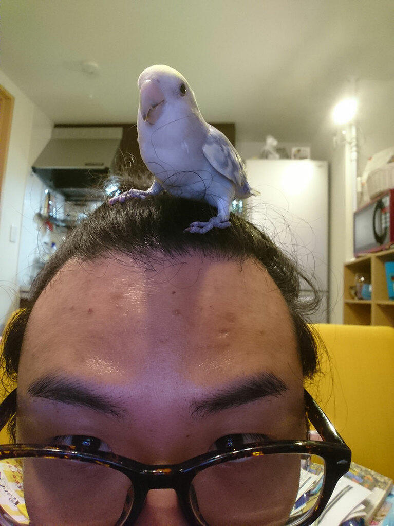 以前飼っていたインコのダイズちゃん。