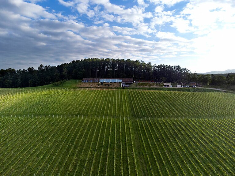 33ヘクタールのブドウ畑に圧倒される。