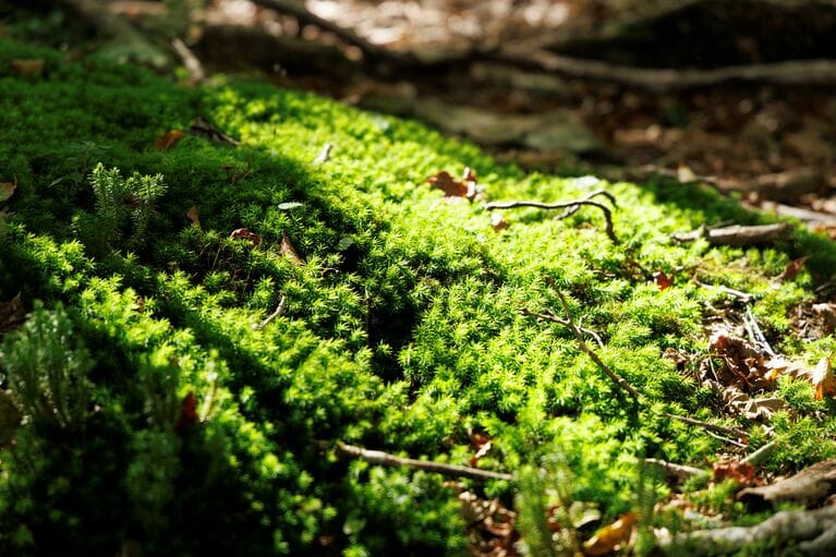 足元には木漏れ日に照らされた美しい苔の世界が広がっていた。