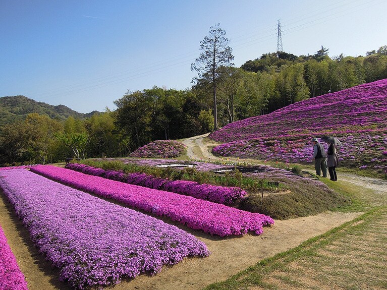 【香川県】芝桜富士。