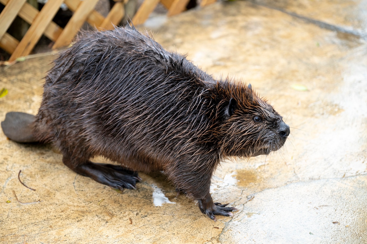 尾の形が特徴的なヤマブキ。見分け方の一つ。