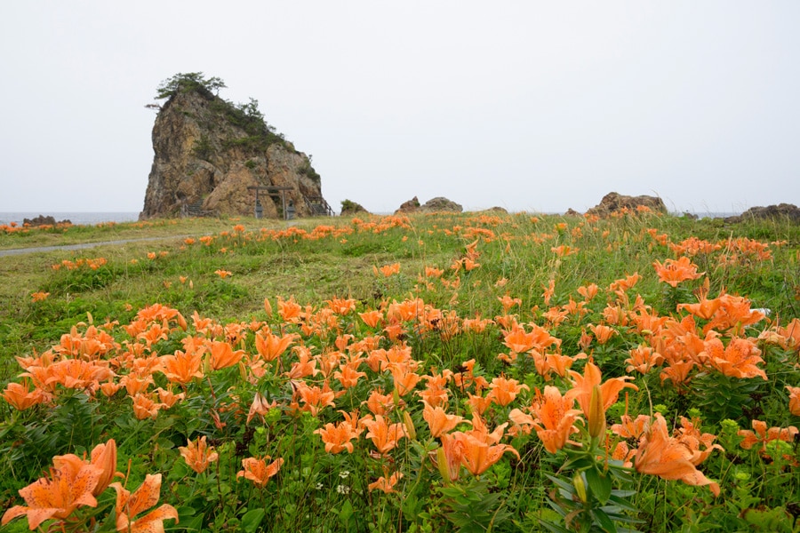 岩ユリの奥に見える岩は、龍王大明神が鎮座する藻浦崎。